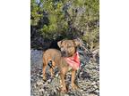 Adopt REESES a Brown/Chocolate - with White American Pit Bull Terrier / Mixed