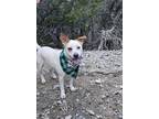 Adopt PISTACHIO a White Border Terrier / Mixed dog in KEMPNER, TX (39567813)
