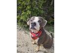 Adopt DRAKE a Gray/Silver/Salt & Pepper - with White American Pit Bull Terrier /