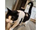 Adopt Juniper a Black & White or Tuxedo American Shorthair / Mixed (short coat)