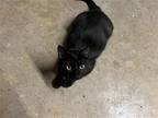 Adopt Whitney a All Black Domestic Shorthair / Mixed (short coat) cat in