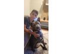 Adopt Willow a Brown/Chocolate Staffordshire Bull Terrier / Mixed dog in