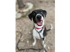 Adopt Cali a Black Mixed Breed (Small) / Mixed Breed (Medium) / Mixed (short