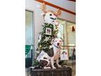 Adopt Splinter a White American Pit Bull Terrier / Mixed Breed (Medium) / Mixed