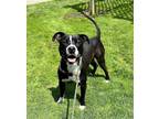 Adopt Kodak a Black American Pit Bull Terrier / Mixed Breed (Medium) / Mixed
