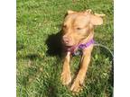 Adopt Iris a Brown/Chocolate American Pit Bull Terrier / Mixed Breed (Medium) /