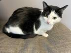 Adopt Lulu Belle a All Black Domestic Shorthair / Mixed Breed (Medium) / Mixed