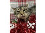 Adopt Calvin a Brown Tabby Domestic Shorthair / Mixed Breed (Medium) / Mixed