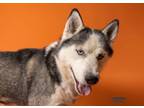 Adopt Bentley a Merle Husky / Mixed Breed (Medium) / Mixed (short coat) dog in