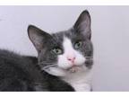 Adopt Atticus a Gray or Blue Domestic Shorthair / Mixed Breed (Medium) / Mixed