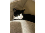 Adopt Harley a All Black Domestic Shorthair / Mixed Breed (Medium) / Mixed