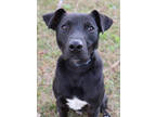 Adopt Marty a Black Mixed Breed (Small) / Mixed Breed (Medium) / Mixed (short