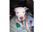 Adopt Raja a White American Staffordshire Terrier / Mixed dog in Van Nuys