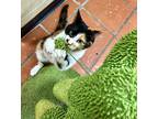 Adopt Mistletoe a Calico or Dilute Calico Calico (medium coat) cat in Uvalde