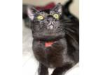 Adopt Cricket a All Black Domestic Shorthair (short coat) cat in Buchanan
