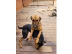 Adopt Zoey a Brown/Chocolate Bloodhound / Mixed dog in Asheville, NC (40363762)