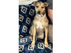 Adopt Keira a Brown/Chocolate - with White German Shepherd Dog dog in Cedartown