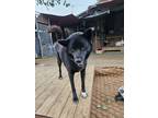 Adopt Dana a Black - with White Schipperke / Jindo / Mixed dog in Bellevue