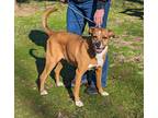 Adopt Roxie a Tan/Yellow/Fawn - with White Boxer / Mixed dog in Parsons