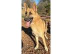 Adopt Robert a Red/Golden/Orange/Chestnut German Shepherd Dog / Mixed dog in