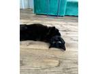 Adopt Lynx a Spotted Tabby/Leopard Spotted Domestic Shorthair / Mixed cat in