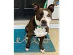 Adopt River a White American Staffordshire Terrier / Mixed dog in Wake Forest