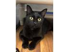 Adopt 9/10 - Momma Sonic a Manx / Mixed (short coat) cat in Stillwater