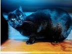 Adopt Manxie a All Black Colorpoint Shorthair (short coat) cat in Upper Falls