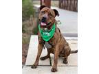 Adopt Shayleen a Brindle Rottweiler / Pit Bull Terrier / Mixed dog in