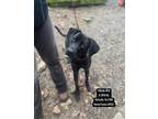 Adopt Betty a Black - with White Labrador Retriever / Pit Bull Terrier / Mixed