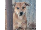 Adopt Nelly a Tan/Yellow/Fawn - with Black Shar Pei / Catahoula Leopard Dog dog