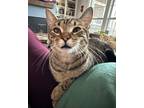 Adopt Iceman a Brown Tabby Tabby (short coat) cat in Huntsville, AL (40360292)