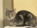 Adopt Pharoah a Gray, Blue or Silver Tabby Domestic Shorthair (short coat) cat