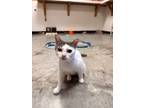 Adopt Mama Cassie a American Shorthair / Mixed (short coat) cat in Fulton