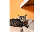 Adopt Kay a American Shorthair / Mixed (short coat) cat in Fulton, TX (40267984)