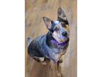 Adopt Nancy a Gray/Blue/Silver/Salt & Pepper Australian Cattle Dog / Mixed dog