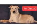 Adopt Disney Character- Minnie a Labrador Retriever / Great Pyrenees dog in