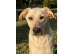 Adopt Disney Character- Baloo a Labrador Retriever / Great Pyrenees dog in