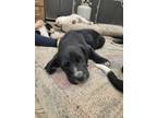 Adopt Elli a Treeing Walker Coonhound / Mixed Breed (Medium) / Mixed dog in