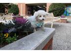 Adopt Cindy a White Bichon Frise / Mixed dog in Levittown, NY (39522114)