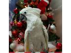 Adopt Astro a Cockatoo bird in Elizabeth, CO (38701933)