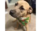 Adopt Roma a Tan/Yellow/Fawn Black Mouth Cur / Mixed dog in Grand Bay