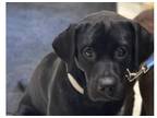 Adopt Eddie a Black Labrador Retriever / Mixed dog in Greensboro, MD (40358255)