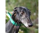 Adopt Yule a Black Greyhound / Mixed dog in El Cajon, CA (40358111)