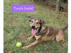 Adopt Disney-Dodger a Labrador Retriever / Great Pyrenees dog in Cedartown