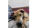 Adopt Mango a Tan/Yellow/Fawn - with Black Shar Pei / Catahoula Leopard Dog dog