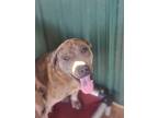 Adopt Tesla a Shar Pei / Catahoula Leopard Dog dog in Crosbyton, TX (39921934)