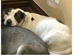 Adopt Coral Sue a Black - with White Staffordshire Bull Terrier / Coonhound /