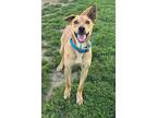 Adopt Marli a Tan/Yellow/Fawn Labrador Retriever / Terrier (Unknown Type