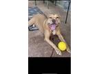 Adopt Simba a Brown/Chocolate Pit Bull Terrier / Mixed dog in Massillon